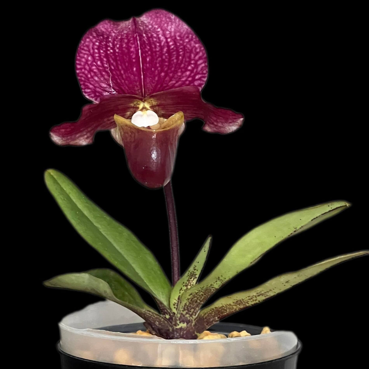 Paphiopedilum charlesworthii (Rolfe) Pfitzer is a compact, cool-growing, single-flowered Paphiopedilum native from Assam (Mizoram) through Myanmar, northern Thailand and southwestern China (Yunnan). It grows mainly at approximately 1,200–1,600 m, often on steep limestone peaks in shaded, humid conditions. The plant forms a compact fan of 4–6 green, strap-shaped leaves, with purple spotting commonly visible near the base of the undersides.