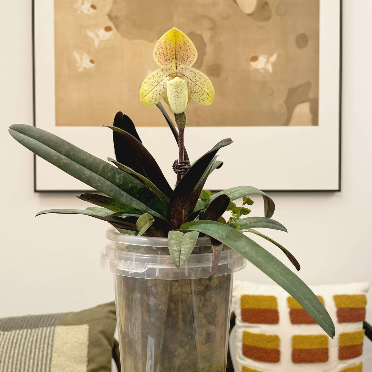 Paphiopedilum concolor is a compact Brachypetalum-section Paphiopedilum native from southern China through mainland Southeast Asia, including Yunnan, Guizhou, Guangxi, Myanmar, Thailand, Laos, Cambodia, and Vietnam. The plant forms compact fans of 4–6 tessellated leaves, with dark and pale green markings and often purple spotting on the underside. The flowers are relatively large for the plant, about 5.5–7 cm across, and are typically yellow to yellow-green, densely marked with purple spots.
