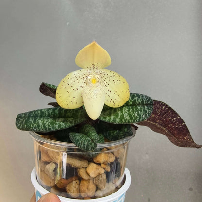 Paphiopedilum concolor is a compact Brachypetalum-section Paphiopedilum native from southern China through mainland Southeast Asia, including Yunnan, Guizhou, Guangxi, Myanmar, Thailand, Laos, Cambodia, and Vietnam. The plant forms compact fans of 4–6 tessellated leaves, with dark and pale green markings and often purple spotting on the underside. The flowers are relatively large for the plant, about 5.5–7 cm across, and are typically yellow to yellow-green, densely marked with purple spots.