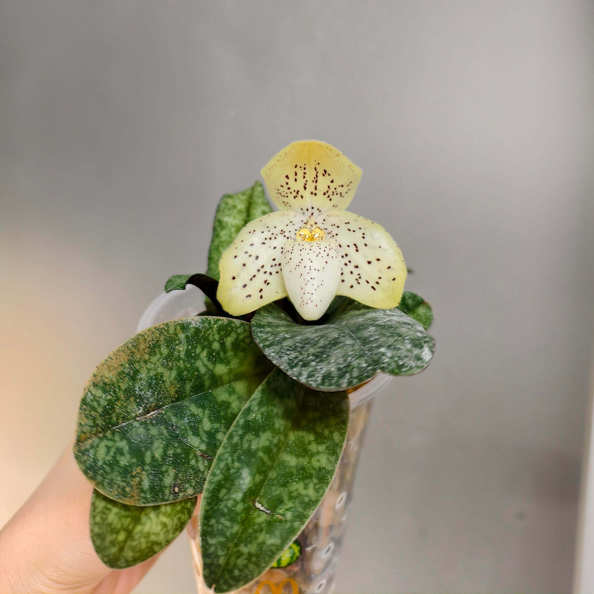 Paphiopedilum concolor is a compact Brachypetalum-section Paphiopedilum native from southern China through mainland Southeast Asia, including Yunnan, Guizhou, Guangxi, Myanmar, Thailand, Laos, Cambodia, and Vietnam. The plant forms compact fans of 4–6 tessellated leaves, with dark and pale green markings and often purple spotting on the underside. The flowers are relatively large for the plant, about 5.5–7 cm across, and are typically yellow to yellow-green, densely marked with purple spots.