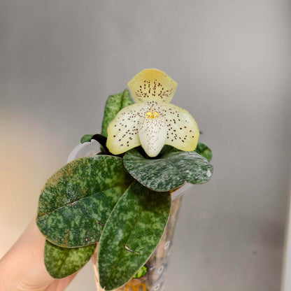 Paphiopedilum concolor is a compact Brachypetalum-section Paphiopedilum native from southern China through mainland Southeast Asia, including Yunnan, Guizhou, Guangxi, Myanmar, Thailand, Laos, Cambodia, and Vietnam. The plant forms compact fans of 4–6 tessellated leaves, with dark and pale green markings and often purple spotting on the underside. The flowers are relatively large for the plant, about 5.5–7 cm across, and are typically yellow to yellow-green, densely marked with purple spots.