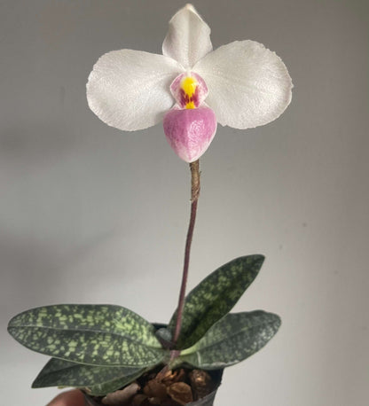 Paphiopedilum delenatii is a beautiful and highly prized slipper orchid native to southern China and Vietnam, with the best-documented natural populations occurring in Vietnam. It grows as a terrestrial or lithophytic orchid in humid, shaded forest habitats, often among mossy crevices and rocky slopes.