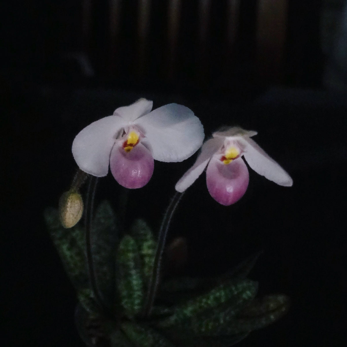 Paphiopedilum delenatii is a beautiful and highly prized slipper orchid native to southern China and Vietnam, with the best-documented natural populations occurring in Vietnam. It grows as a terrestrial or lithophytic orchid in humid, shaded forest habitats, often among mossy crevices and rocky slopes.