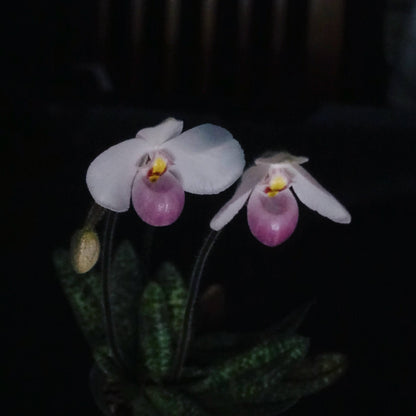 Paphiopedilum delenatii is a beautiful and highly prized slipper orchid native to southern China and Vietnam, with the best-documented natural populations occurring in Vietnam. It grows as a terrestrial or lithophytic orchid in humid, shaded forest habitats, often among mossy crevices and rocky slopes.