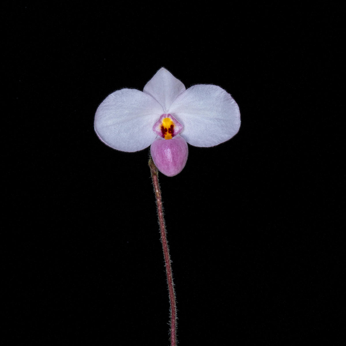 Paphiopedilum delenatii is a beautiful and highly prized slipper orchid native to southern China and Vietnam, with the best-documented natural populations occurring in Vietnam. It grows as a terrestrial or lithophytic orchid in humid, shaded forest habitats, often among mossy crevices and rocky slopes.