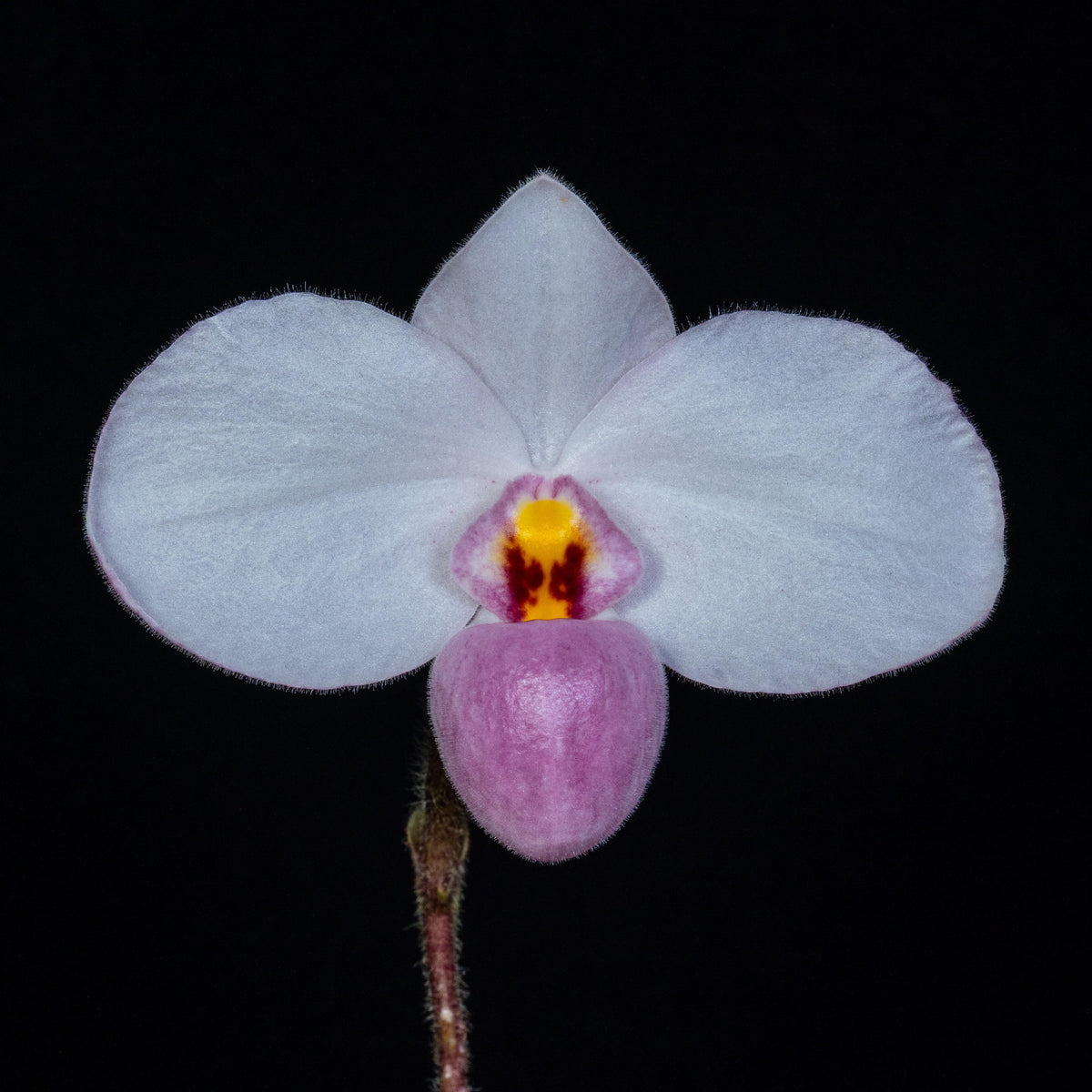 Paphiopedilum delenatii is a beautiful and highly prized slipper orchid native to southern China and Vietnam, with the best-documented natural populations occurring in Vietnam. It grows as a terrestrial or lithophytic orchid in humid, shaded forest habitats, often among mossy crevices and rocky slopes.