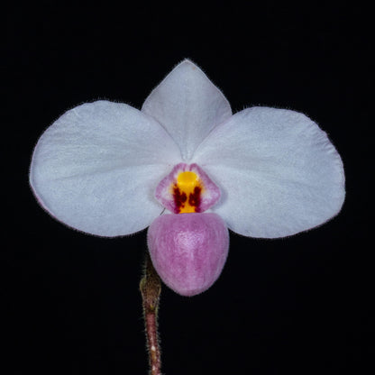 Paphiopedilum delenatii is a beautiful and highly prized slipper orchid native to southern China and Vietnam, with the best-documented natural populations occurring in Vietnam. It grows as a terrestrial or lithophytic orchid in humid, shaded forest habitats, often among mossy crevices and rocky slopes.