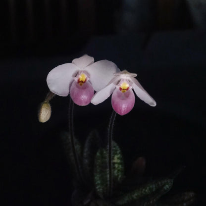 Paphiopedilum delenatii is a beautiful and highly prized slipper orchid native to southern China and Vietnam, with the best-documented natural populations occurring in Vietnam. It grows as a terrestrial or lithophytic orchid in humid, shaded forest habitats, often among mossy crevices and rocky slopes.