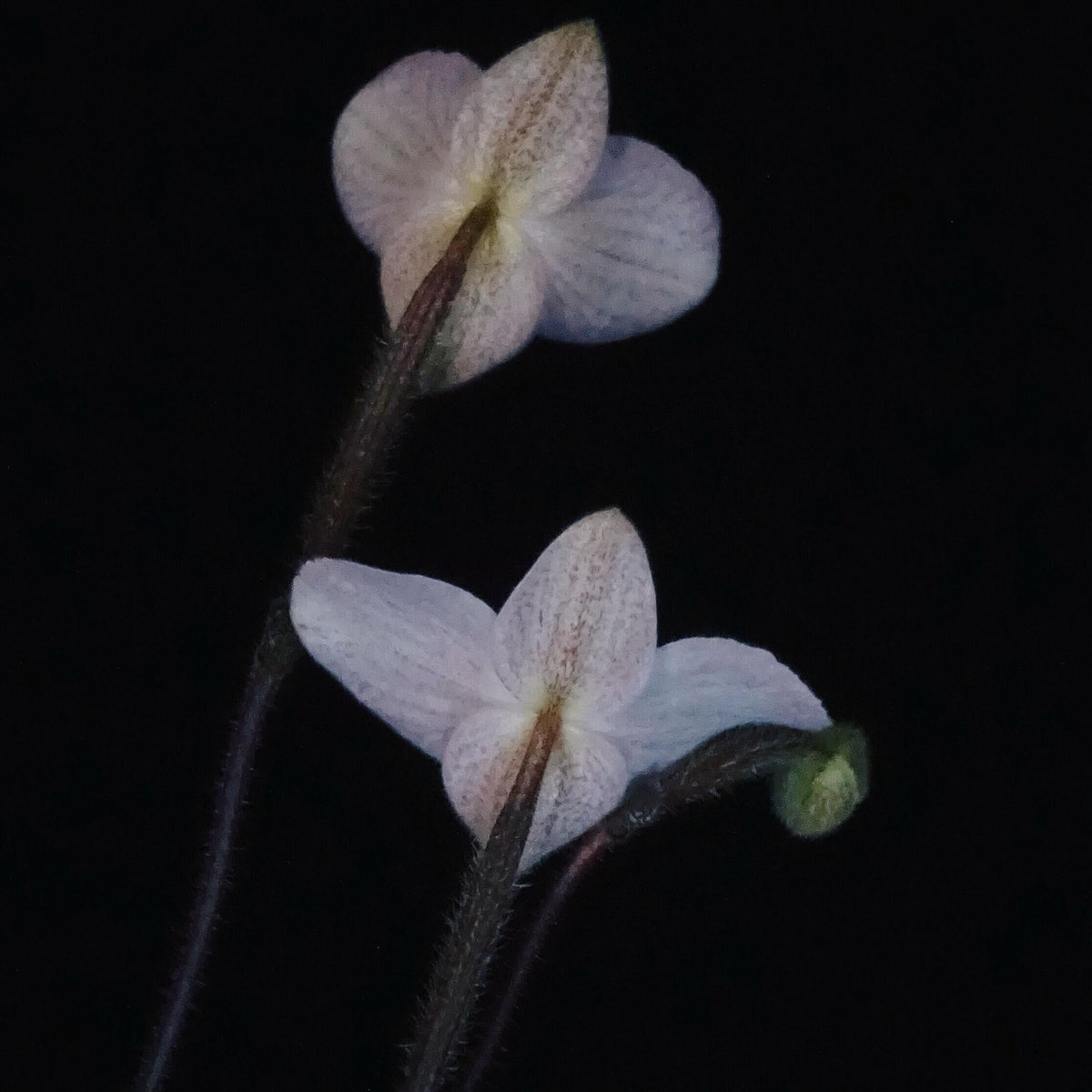 Paphiopedilum delenatii is a beautiful and highly prized slipper orchid native to southern China and Vietnam, with the best-documented natural populations occurring in Vietnam. It grows as a terrestrial or lithophytic orchid in humid, shaded forest habitats, often among mossy crevices and rocky slopes.
