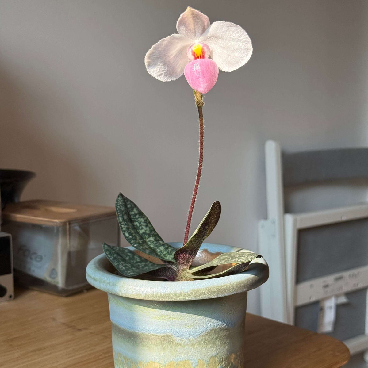 Paphiopedilum delenatii is a beautiful and highly prized slipper orchid native to southern China and Vietnam, with the best-documented natural populations occurring in Vietnam. It grows as a terrestrial or lithophytic orchid in humid, shaded forest habitats, often among mossy crevices and rocky slopes.