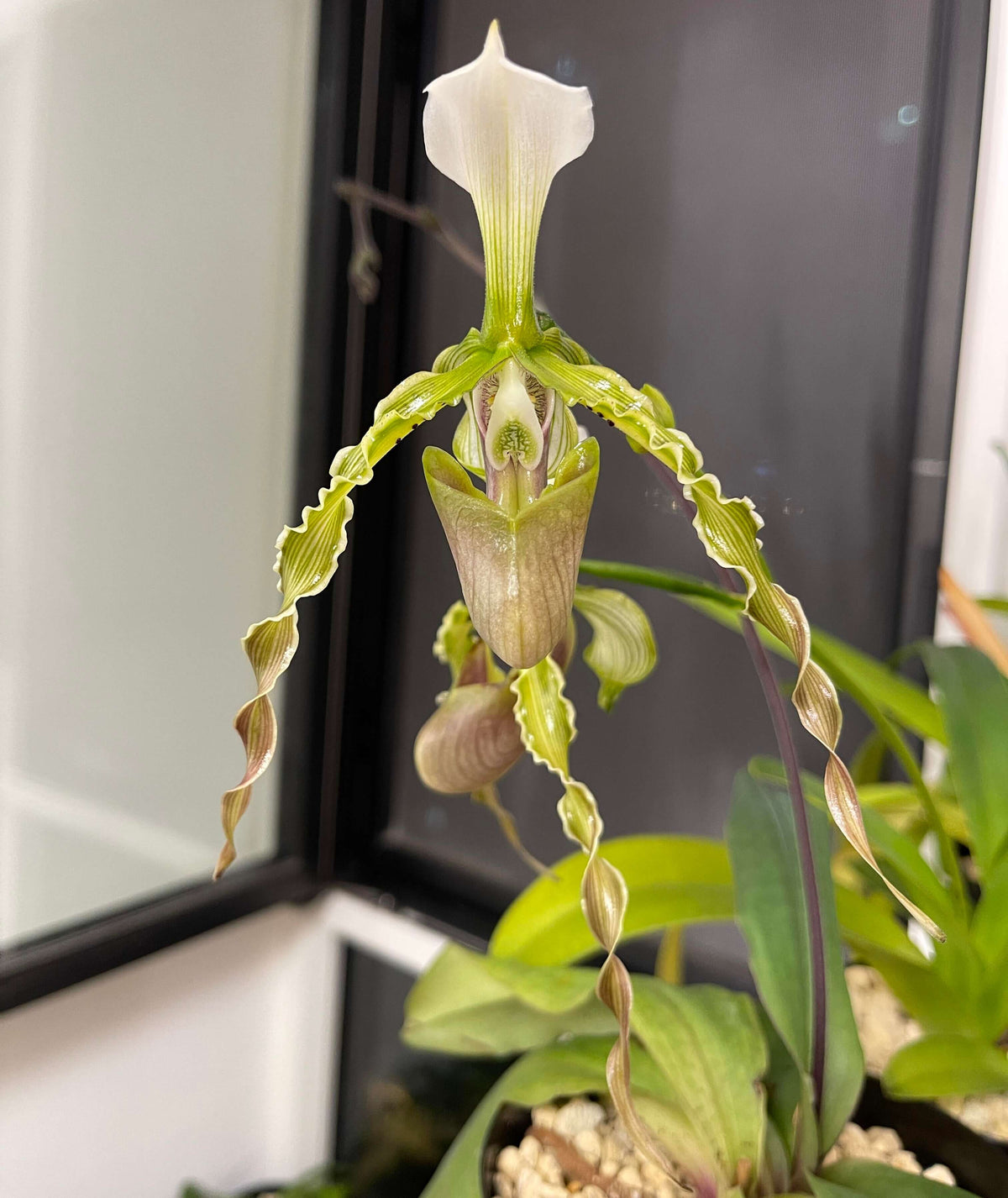 Paphiopedilum dianthum Tang & F.T.Wang is a distinctive lithophytic Paphiopedilum native to southwestern China and northern Vietnam. It grows mainly on highly eroded limestone cliffs in mossy, wet, semi-deciduous evergreen forests, generally from about 500–1,450 m elevation. It is particularly attractive for its long, twisted, hairy-warted petals and its ability to produce several flowers simultaneously.