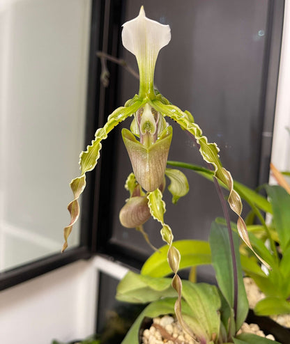 Paphiopedilum dianthum Tang & F.T.Wang is a distinctive lithophytic Paphiopedilum native to southwestern China and northern Vietnam. It grows mainly on highly eroded limestone cliffs in mossy, wet, semi-deciduous evergreen forests, generally from about 500–1,450 m elevation. It is particularly attractive for its long, twisted, hairy-warted petals and its ability to produce several flowers simultaneously.