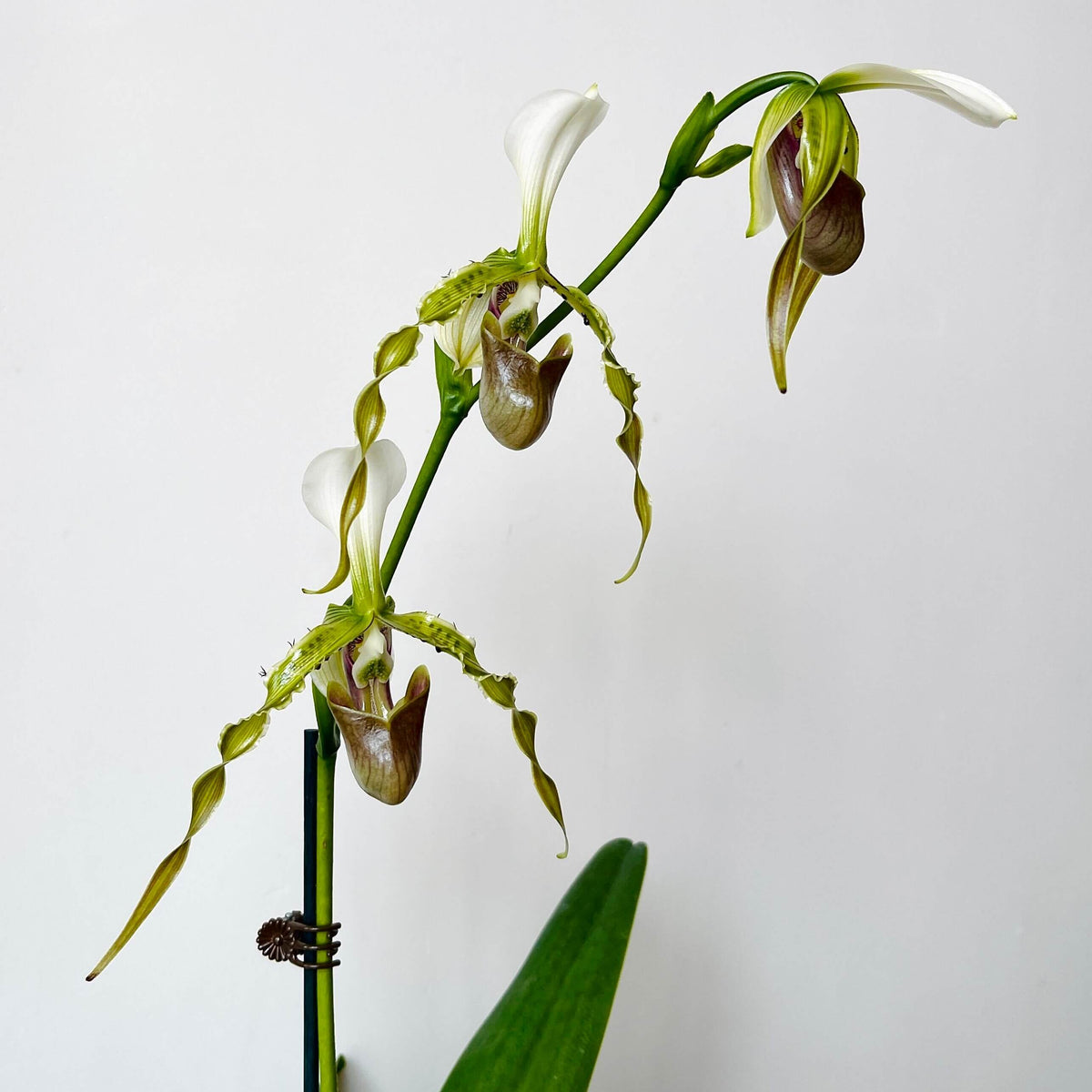 Paphiopedilum dianthum Tang & F.T.Wang is a distinctive lithophytic Paphiopedilum native to southwestern China and northern Vietnam. It grows mainly on highly eroded limestone cliffs in mossy, wet, semi-deciduous evergreen forests, generally from about 500–1,450 m elevation. It is particularly attractive for its long, twisted, hairy-warted petals and its ability to produce several flowers simultaneously.