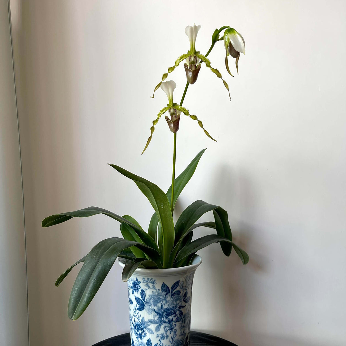 Paphiopedilum dianthum Tang & F.T.Wang is a distinctive lithophytic Paphiopedilum native to southwestern China and northern Vietnam. It grows mainly on highly eroded limestone cliffs in mossy, wet, semi-deciduous evergreen forests, generally from about 500–1,450 m elevation. It is particularly attractive for its long, twisted, hairy-warted petals and its ability to produce several flowers simultaneously.
