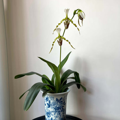 Paphiopedilum dianthum Tang & F.T.Wang is a distinctive lithophytic Paphiopedilum native to southwestern China and northern Vietnam. It grows mainly on highly eroded limestone cliffs in mossy, wet, semi-deciduous evergreen forests, generally from about 500–1,450 m elevation. It is particularly attractive for its long, twisted, hairy-warted petals and its ability to produce several flowers simultaneously.