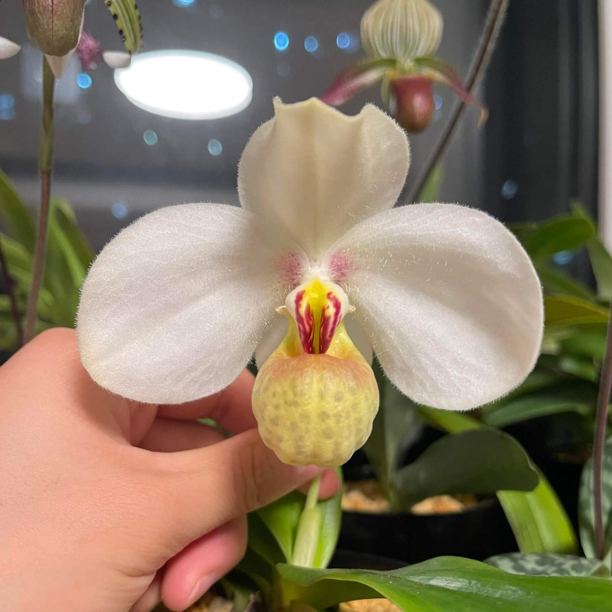 Paphiopedilum emersonii is a rare, compact slipper orchid native to southern China and northern Vietnam, where it grows primarily as a lithophyte on limestone cliffs and rocky habitats. It is characterized by a small fan of leathery green leaves and remarkably large flowers for the size of the plant, with individual blooms reaching roughly 8.5–10.8 cm across. The flowers are predominantly white, sometimes with a very light pink flush.