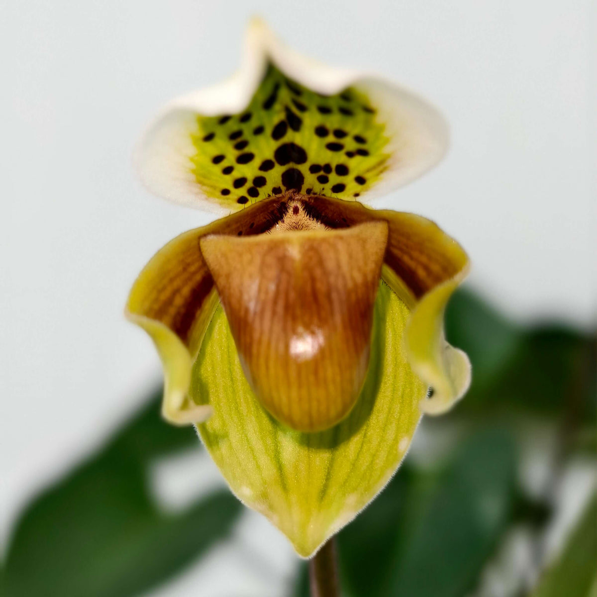 Paphiopedilum exul is a rare single-flowered Paphiopedilum native to Peninsular Thailand, particularly the western and eastern coastal regions. It grows as a terrestrial or lithophytic orchid in wet tropical habitats, from sea level to about 50 m, often rooted in humus-filled rock crevices. The plant forms 4–5 upright, linear, yellowish-green leaves, reaching up to about 35 cm long. Each inflorescence normally carries a single flower around 6.5 cm across.