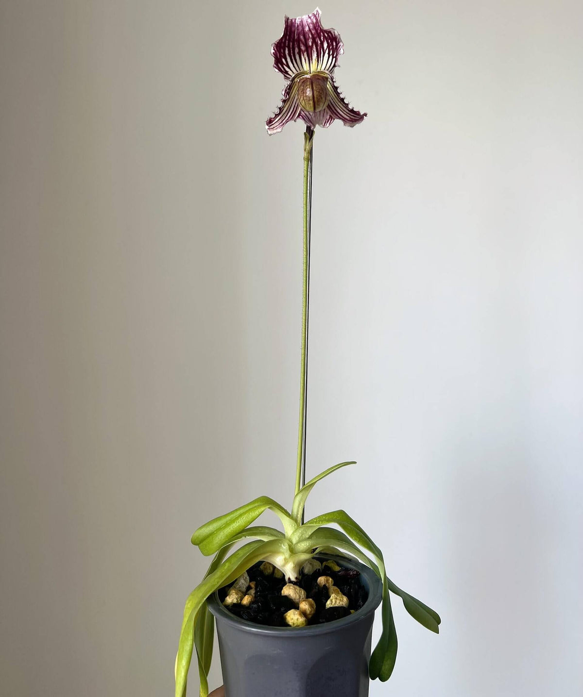 Paphiopedilum fairrieanum (Lindl.) Stein is a compact, cool-growing Paphiopedilum native to the eastern Himalayas, including Bhutan, Assam and northeastern India. It occurs at approximately 1,400–2,200 m elevation, growing terrestrially in leaf litter and humus and also on limestone outcrops. It is especially prized for its distinctive white, green and purple flowers, with a large, recurved dorsal sepal and elegant, undulating petals.