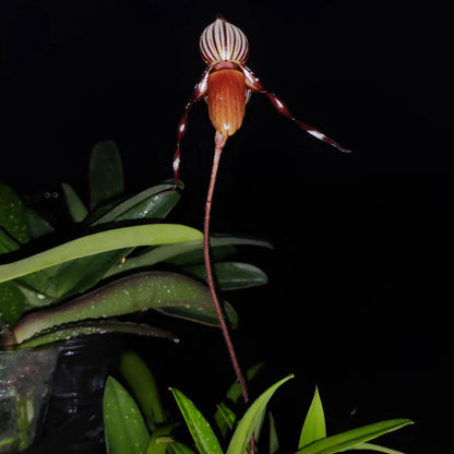 Paphiopedilum gardineri is a large, warm-growing, strap-leaved Paphiopedilum native to New Guinea, where it grows in warm, humid forest habitats. It develops clusters of long, narrow, dark green leaves and produces tall, successive-flowering inflorescences. The flowers are characterized by their green, yellow and brown coloration, with broad petals and a distinctive slipper-shaped pouch. It is an attractive species for collectors interested in warm-growing Paphiopedilums.