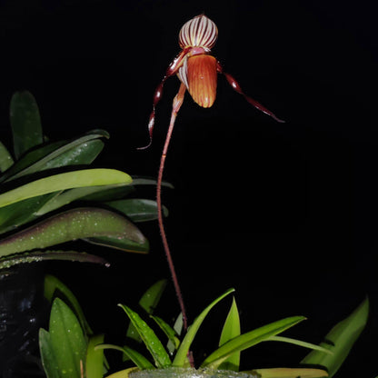 Paphiopedilum gardineri is a large, warm-growing, strap-leaved Paphiopedilum native to New Guinea, where it grows in warm, humid forest habitats. It develops clusters of long, narrow, dark green leaves and produces tall, successive-flowering inflorescences. The flowers are characterized by their green, yellow and brown coloration, with broad petals and a distinctive slipper-shaped pouch. It is an attractive species for collectors interested in warm-growing Paphiopedilums.