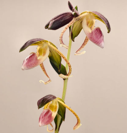 Paphiopedilum gigantifolium Braem, M.L.Baker & C.O.Baker is a large, warm-growing terrestrial Paphiopedilum native to South-Central Sulawesi, Indonesia. It grows in wet tropical habitats, particularly in steep, shaded ravines near running water, at around 700–1,000 m elevation. As its name suggests, P. gigantifolium is notable for its very large leaves, forming a substantial clump. The upright flowering stem rises above the foliage and can produce several flowers successively.