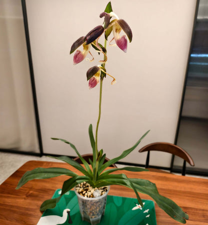 Paphiopedilum gigantifolium Braem, M.L.Baker & C.O.Baker is a large, warm-growing terrestrial Paphiopedilum native to South-Central Sulawesi, Indonesia. It grows in wet tropical habitats, particularly in steep, shaded ravines near running water, at around 700–1,000 m elevation. As its name suggests, P. gigantifolium is notable for its very large leaves, forming a substantial clump. The upright flowering stem rises above the foliage and can produce several flowers successively.