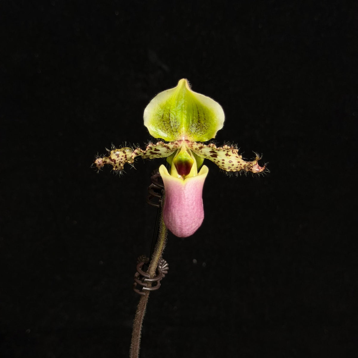 Paphiopedilum glaucophyllum is a distinctive multifloral Paphiopedilum native to East Java, Indonesia, where it grows in wet tropical habitats at approximately 200–700 m elevation. It is a terrestrial to lithophytic orchid with attractive glaucous blue-green leaves and a long, branching inflorescence capable of producing many flowers successively. The flowers are approximately 8–8.5 cm across.
