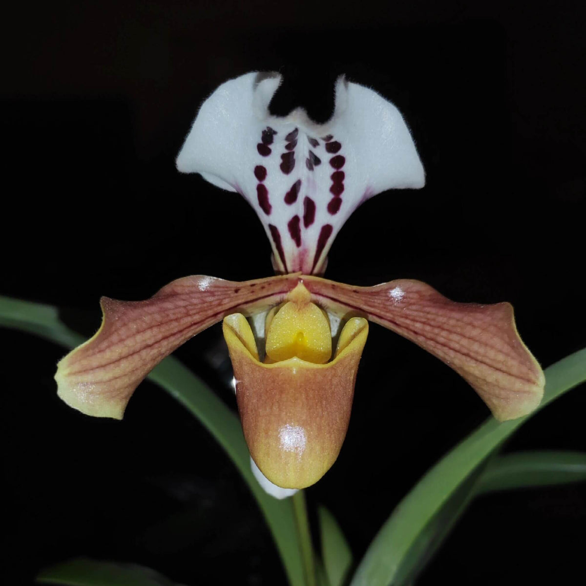 Paphiopedilum gratrixianum is a distinctive single-flowered Paphiopedilum native to southern China and northern Indochina, including Vietnam, Laos, Thailand and southern China. It grows as a terrestrial or lithophytic orchid in humid subtropical to tropical habitats, particularly in montane forests. The plant forms compact clumps of 4–7 narrow, upright green leaves, often with purple spotting on the undersides near the base.
