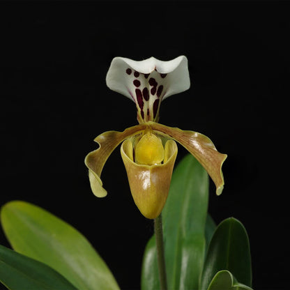 Paphiopedilum gratrixianum is a distinctive single-flowered Paphiopedilum native to southern China and northern Indochina, including Vietnam, Laos, Thailand and southern China. It grows as a terrestrial or lithophytic orchid in humid subtropical to tropical habitats, particularly in montane forests. The plant forms compact clumps of 4–7 narrow, upright green leaves, often with purple spotting on the undersides near the base.