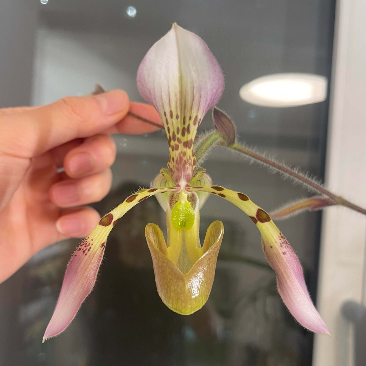 Paphiopedilum haynaldianum (Rchb.f.) Stein is a large, multi-flowered slipper orchid endemic to the Philippines, particularly the islands of Luzon and Negros. It grows terrestrially or on rocks, and occasionally as an epiphyte, in habitats including limestone hills and rocky cliffs.