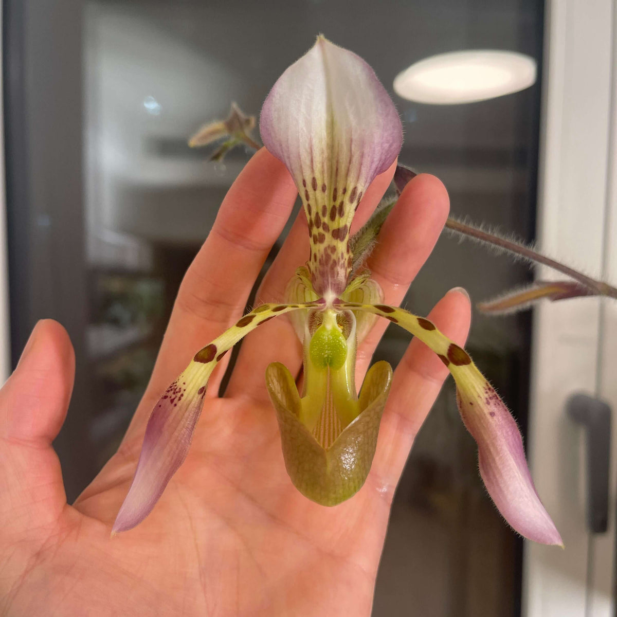 Paphiopedilum haynaldianum (Rchb.f.) Stein is a large, multi-flowered slipper orchid endemic to the Philippines, particularly the islands of Luzon and Negros. It grows terrestrially or on rocks, and occasionally as an epiphyte, in habitats including limestone hills and rocky cliffs.