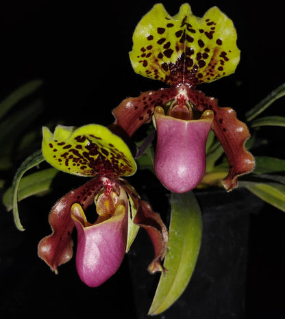 Paphiopedilum henryanum Braem is a small, mottled-leaved Paphiopedilum native to southeastern Yunnan and southwestern Guangxi in China, extending into northern Vietnam. It occurs around 1,000–1,200 m elevation, generally in wet tropical habitats, and may grow terrestrially or on limestone.