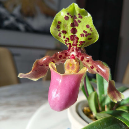 Paphiopedilum henryanum Braem is a small, mottled-leaved Paphiopedilum native to southeastern Yunnan and southwestern Guangxi in China, extending into northern Vietnam. It occurs around 1,000–1,200 m elevation, generally in wet tropical habitats, and may grow terrestrially or on limestone.