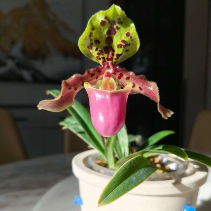 Paphiopedilum henryanum Braem is a small, mottled-leaved Paphiopedilum native to southeastern Yunnan and southwestern Guangxi in China, extending into northern Vietnam. It occurs around 1,000–1,200 m elevation, generally in wet tropical habitats, and may grow terrestrially or on limestone.