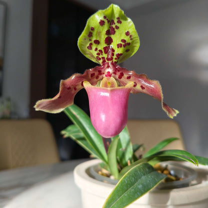 Paphiopedilum henryanum Braem is a small, mottled-leaved Paphiopedilum native to southeastern Yunnan and southwestern Guangxi in China, extending into northern Vietnam. It occurs around 1,000–1,200 m elevation, generally in wet tropical habitats, and may grow terrestrially or on limestone.