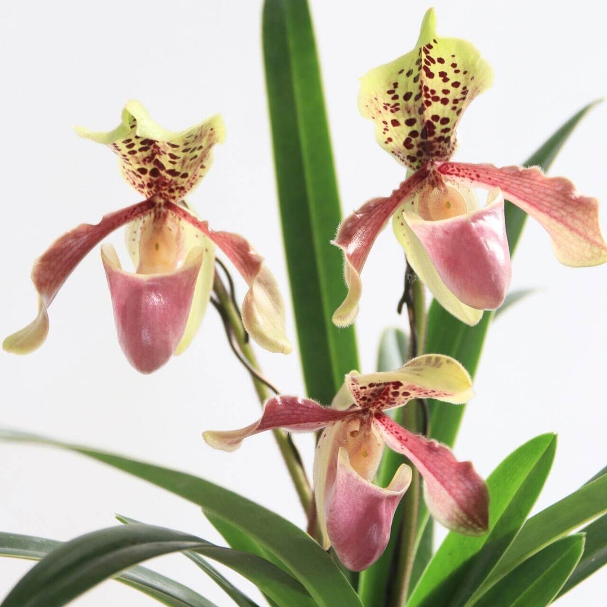 Paphiopedilum henryanum × Paphiopedilum villosum is a hybrid combining the compact growth and bold spotting of P. henryanum with the larger flowers and distinctive coloration of P. villosum. The plants typically form attractive mottled green foliage and produce relatively large, single flowers with a broad dorsal sepal, spotted or maroon markings, reddish-brown petals and a contrasting slipper-shaped pouch.