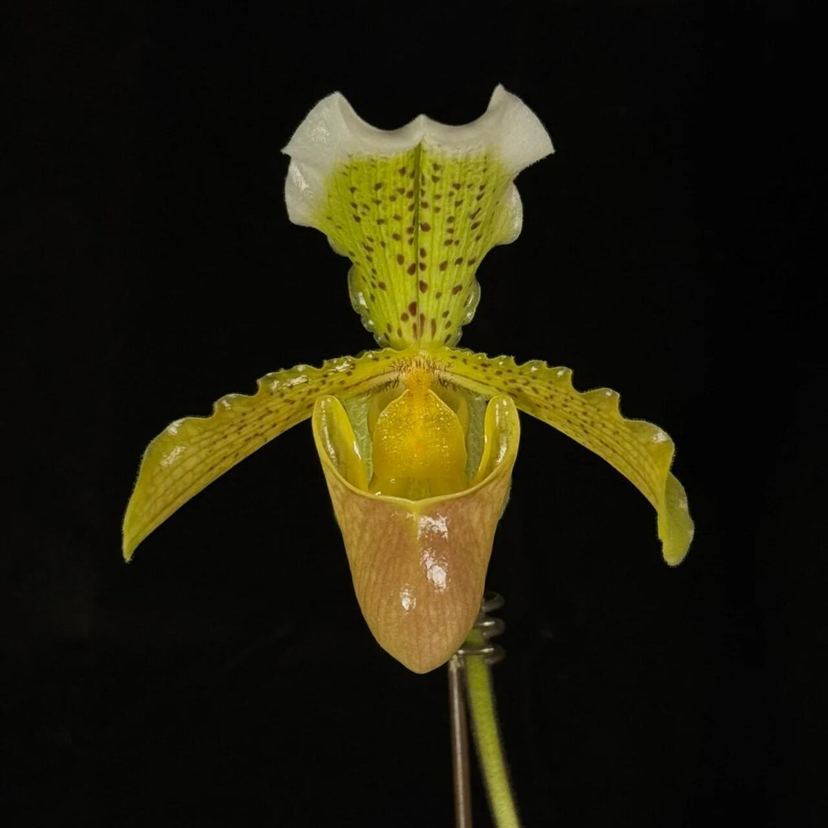 Paphiopedilum insigne is a classic single-flowered Paphiopedilum and the type species of the genus. It is native primarily to northeastern India (Meghalaya/Assam), northwestern Yunnan in China, and Myanmar, growing in subtropical habitats at roughly 1,000–1,500 m elevation. The plant forms a compact fan of 5–6 leathery, strap-shaped green leaves, often with purple spotting on the undersides near the base.