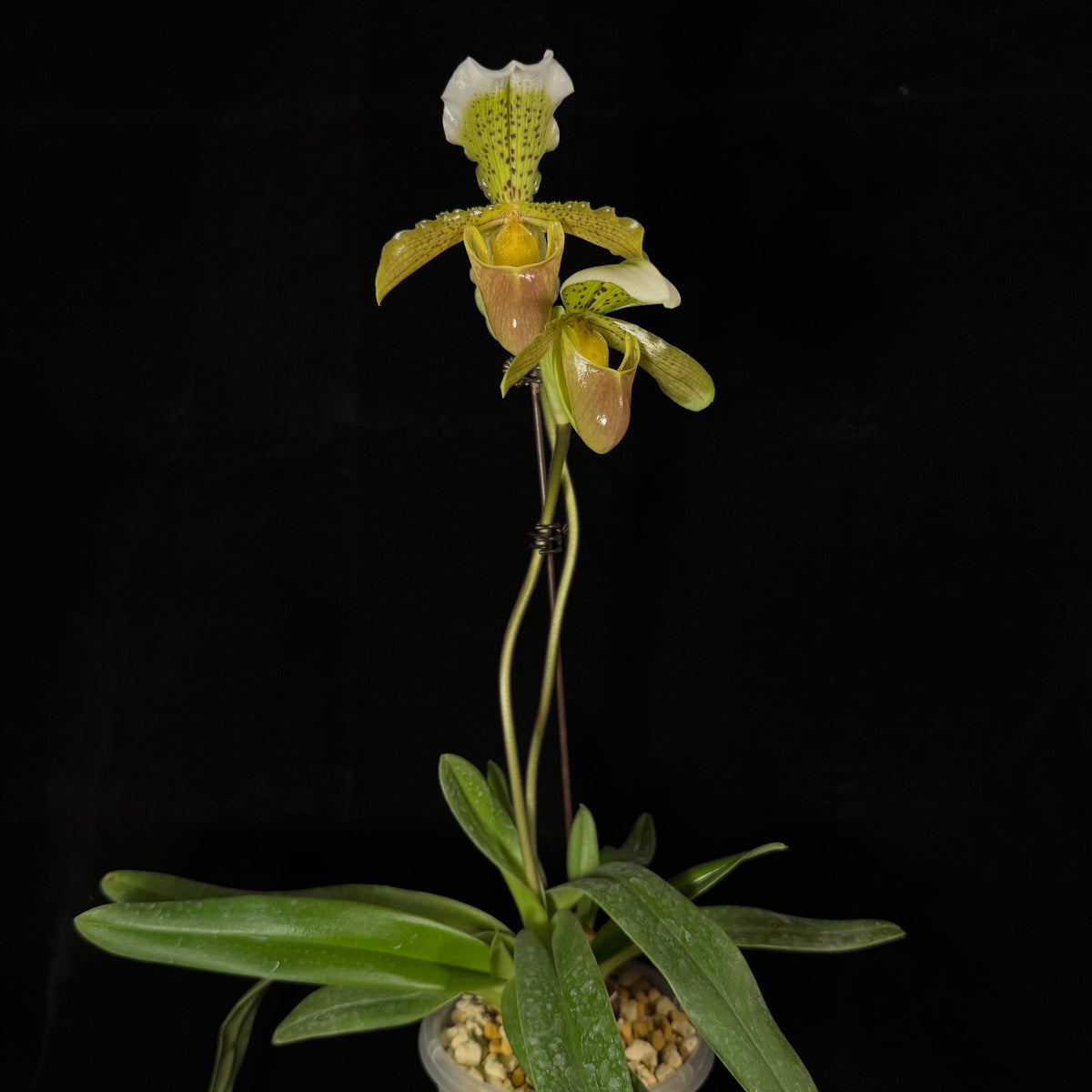 Paphiopedilum insigne is a classic single-flowered Paphiopedilum and the type species of the genus. It is native primarily to northeastern India (Meghalaya/Assam), northwestern Yunnan in China, and Myanmar, growing in subtropical habitats at roughly 1,000–1,500 m elevation. The plant forms a compact fan of 5–6 leathery, strap-shaped green leaves, often with purple spotting on the undersides near the base.