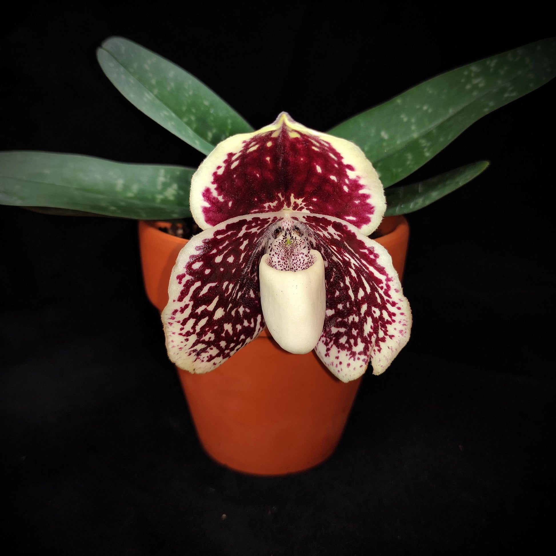 Paphiopedilum leucochilum is a compact lady’s slipper orchid species native to southern Thailand, typically growing in humus-rich crevices of limestone cliffs. Its distinctive flowers feature a white to cream “lip” (pouch)—the origin of its name—contrasted by dorsal and lateral petals and sepals that are heavily spotted in burgundy or reddish-brown.
