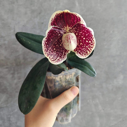Paphiopedilum leucochilum is a compact lady’s slipper orchid species native to southern Thailand, typically growing in humus-rich crevices of limestone cliffs. Its distinctive flowers feature a white to cream “lip” (pouch)—the origin of its name—contrasted by dorsal and lateral petals and sepals that are heavily spotted in burgundy or reddish-brown.