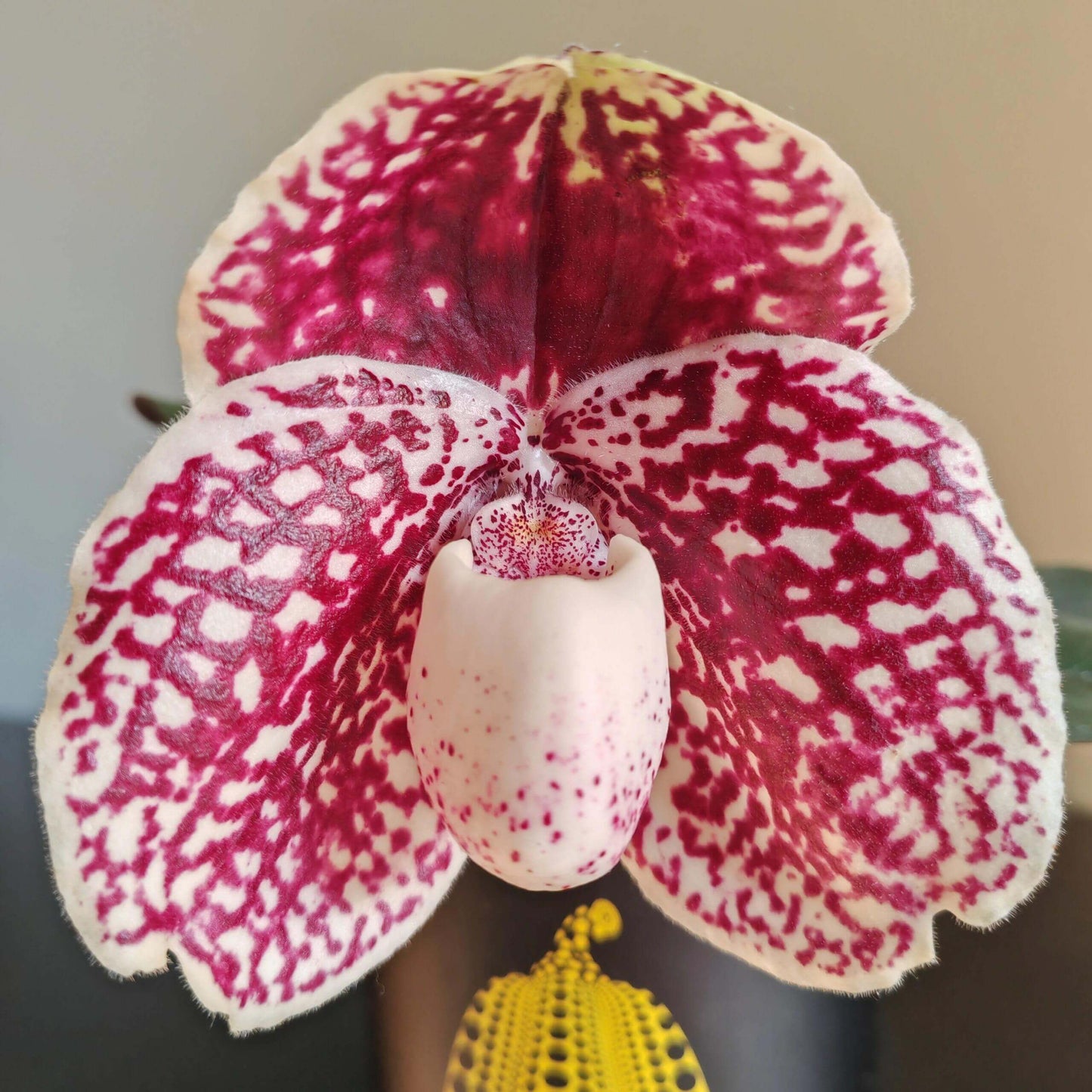 Paphiopedilum leucochilum is a compact lady’s slipper orchid species native to southern Thailand, typically growing in humus-rich crevices of limestone cliffs. Its distinctive flowers feature a white to cream “lip” (pouch)—the origin of its name—contrasted by dorsal and lateral petals and sepals that are heavily spotted in burgundy or reddish-brown.
