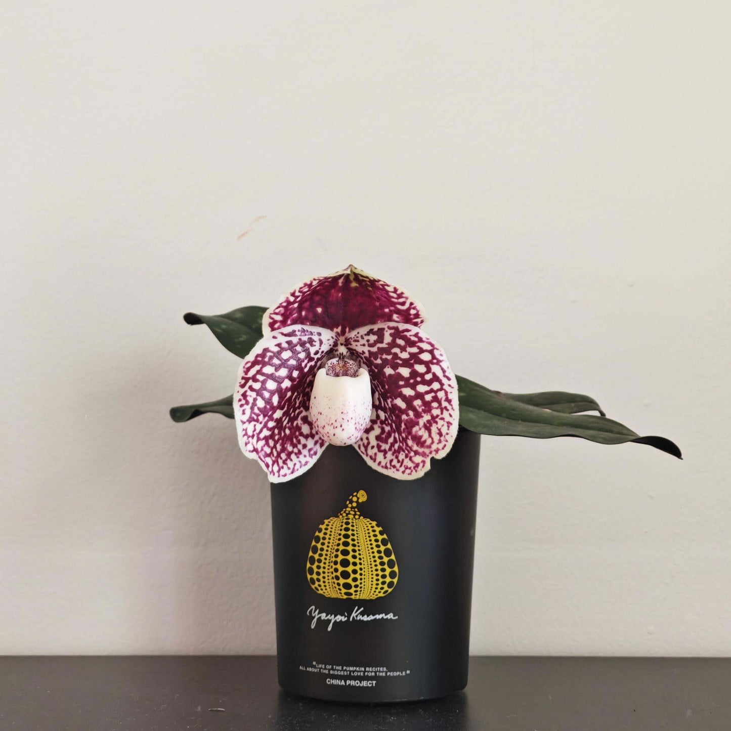 Paphiopedilum leucochilum is a compact lady’s slipper orchid species native to southern Thailand, typically growing in humus-rich crevices of limestone cliffs. Its distinctive flowers feature a white to cream “lip” (pouch)—the origin of its name—contrasted by dorsal and lateral petals and sepals that are heavily spotted in burgundy or reddish-brown.