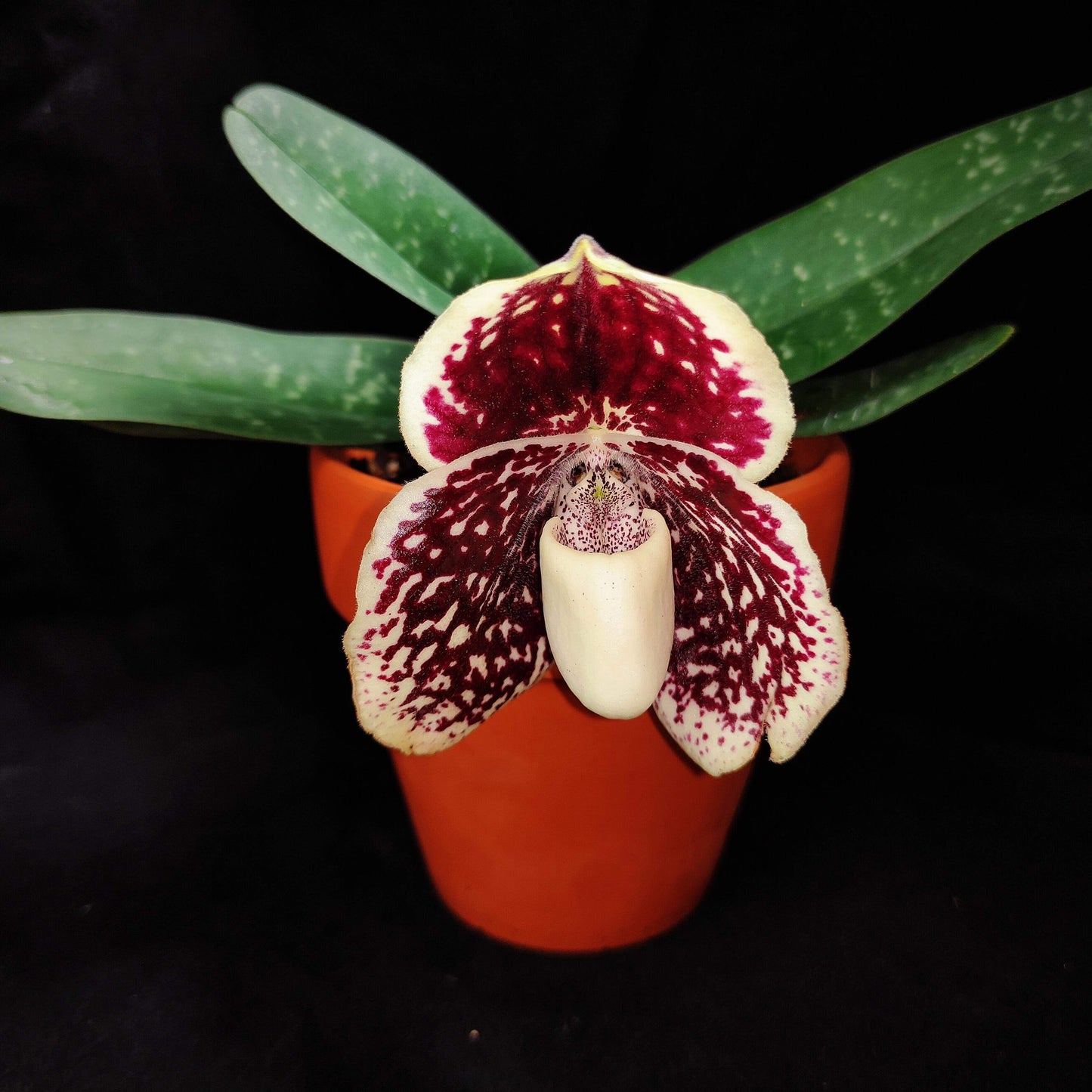Paphiopedilum leucochilum is a compact lady’s slipper orchid species native to southern Thailand, typically growing in humus-rich crevices of limestone cliffs. Its distinctive flowers feature a white to cream “lip” (pouch)—the origin of its name—contrasted by dorsal and lateral petals and sepals that are heavily spotted in burgundy or reddish-brown.