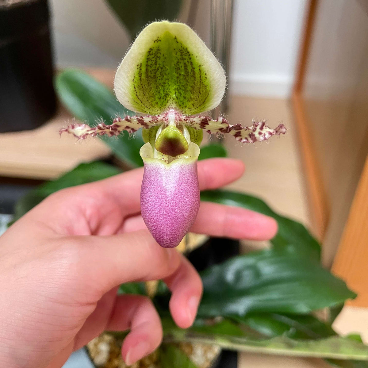 Paphiopedilum liemianum (Fowlie) K.Karas. & K.Saito is a compact to medium-sized, warm-growing Paphiopedilum native only to northern Sumatra, Indonesia, where it occurs around 600–1,000 m elevation. It grows as a terrestrial or lithophytic plant, particularly on limestone cliffs and in humus around limestone formations. The plant produces narrow, dark green leaves that are often heavily purple-spotted on the undersides. Its upright inflorescence bears flowers successively, usually one or two open at a time.