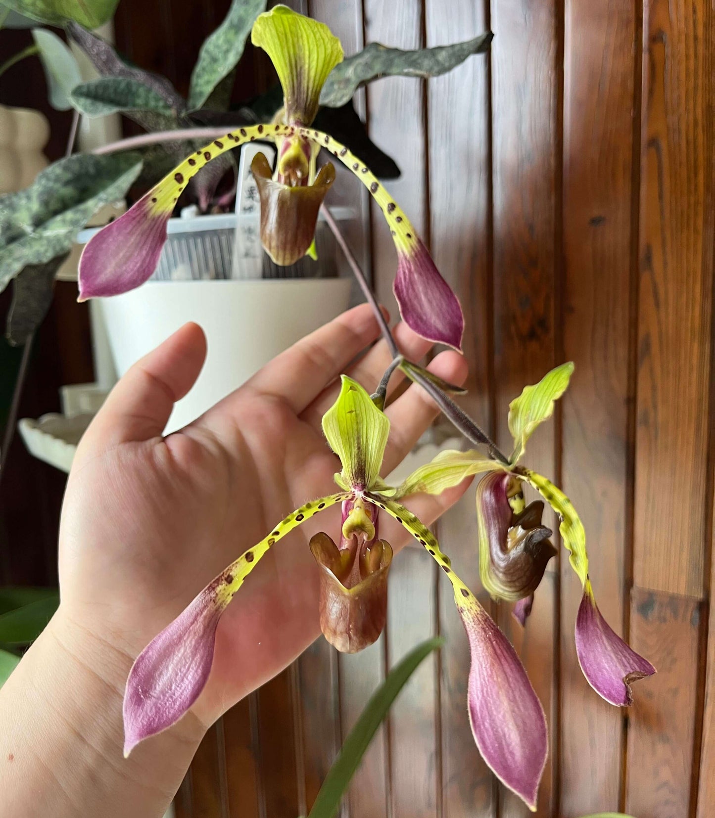 Paphiopedilum lowii is a striking multifloral slipper orchid species native to Southeast Asia, including regions such as Borneo, Sumatra, and Malaysia. It is best known for its tall, arching inflorescence that carries several sequentially opening flowers, each displaying long, narrow, often twisted petals with green, brown, and purple striping. The pouch is typically elongated and elegant, giving the flower a graceful, almost spider-like appearance.