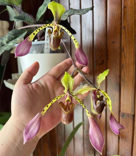 Paphiopedilum lowii is a striking multifloral slipper orchid species native to Southeast Asia, including regions such as Borneo, Sumatra, and Malaysia. It is best known for its tall, arching inflorescence that carries several sequentially opening flowers, each displaying long, narrow, often twisted petals with green, brown, and purple striping. The pouch is typically elongated and elegant, giving the flower a graceful, almost spider-like appearance.