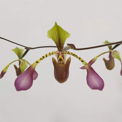 Paphiopedilum lowii is a striking multifloral slipper orchid species native to Southeast Asia, including regions such as Borneo, Sumatra, and Malaysia. It is best known for its tall, arching inflorescence that carries several sequentially opening flowers, each displaying long, narrow, often twisted petals with green, brown, and purple striping. The pouch is typically elongated and elegant, giving the flower a graceful, almost spider-like appearance.