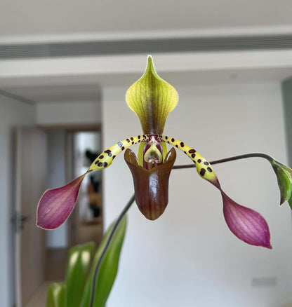 Paphiopedilum lowii is a striking multifloral slipper orchid species native to Southeast Asia, including regions such as Borneo, Sumatra, and Malaysia. It is best known for its tall, arching inflorescence that carries several sequentially opening flowers, each displaying long, narrow, often twisted petals with green, brown, and purple striping. The pouch is typically elongated and elegant, giving the flower a graceful, almost spider-like appearance.