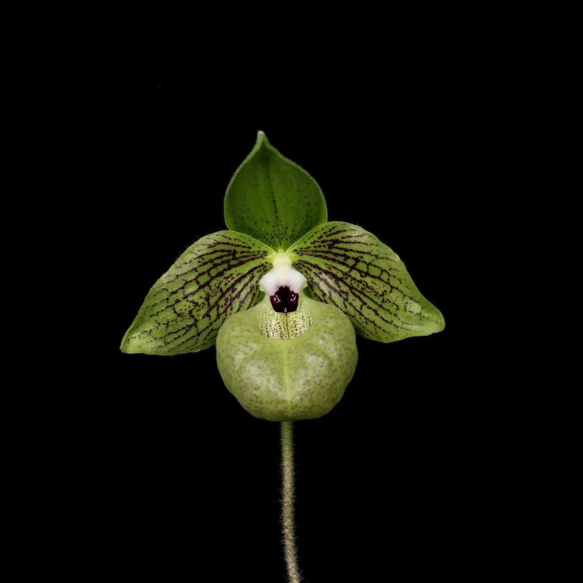 Paphiopedilum malipoense S.C.Chen & Z.H.Tsi is a lithophytic or terrestrial Paphiopedilum native to southern China and northern Vietnam. It grows mainly on limestone formations and in leaf litter of montane cloud forests, generally in partial shade at about 450–1,450 m elevation. It is especially prized for its beautiful green tessellated foliage, purple-marked leaf undersides, large green flowers and pleasant apple-to-raspberry fragrance.