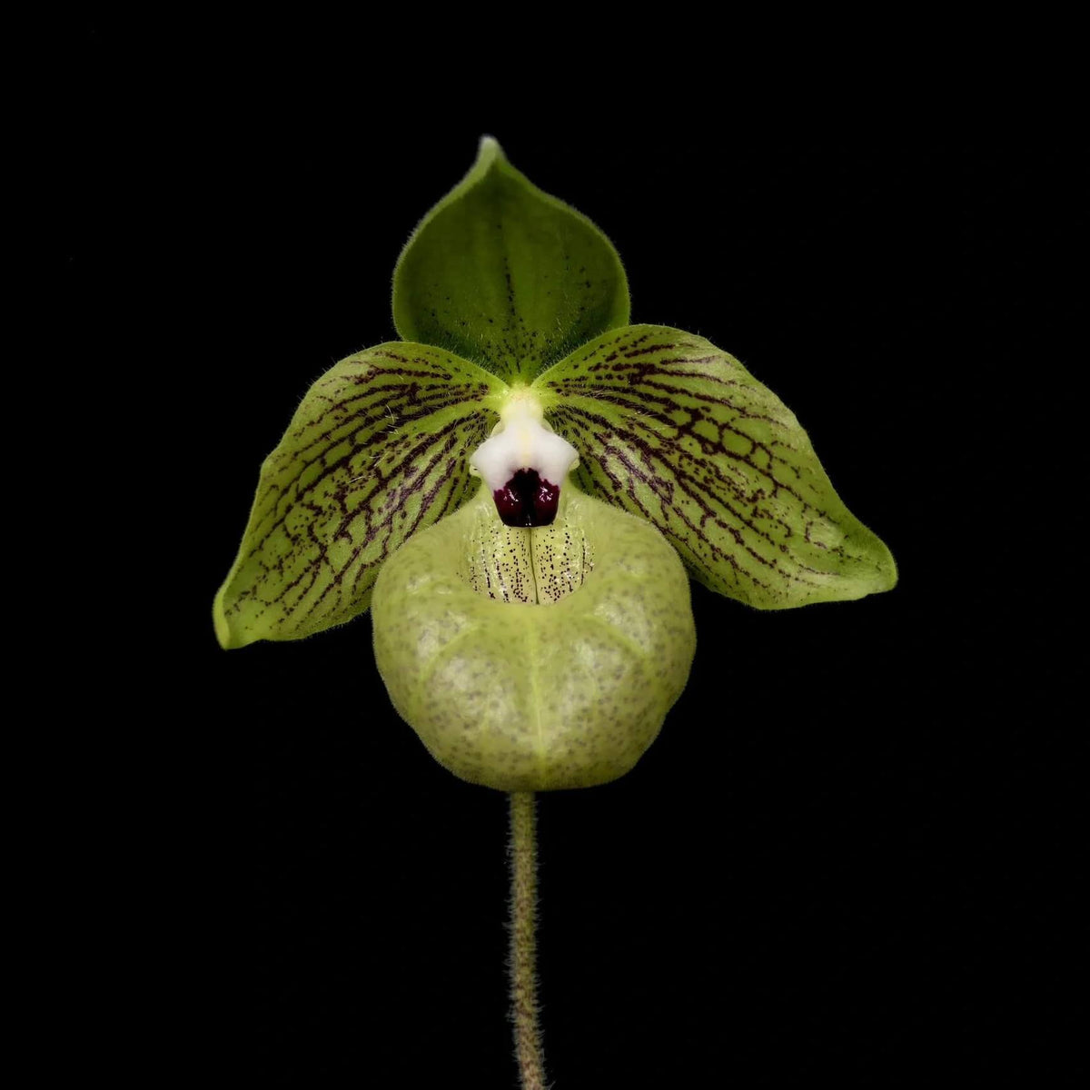 Paphiopedilum malipoense S.C.Chen & Z.H.Tsi is a lithophytic or terrestrial Paphiopedilum native to southern China and northern Vietnam. It grows mainly on limestone formations and in leaf litter of montane cloud forests, generally in partial shade at about 450–1,450 m elevation. It is especially prized for its beautiful green tessellated foliage, purple-marked leaf undersides, large green flowers and pleasant apple-to-raspberry fragrance.